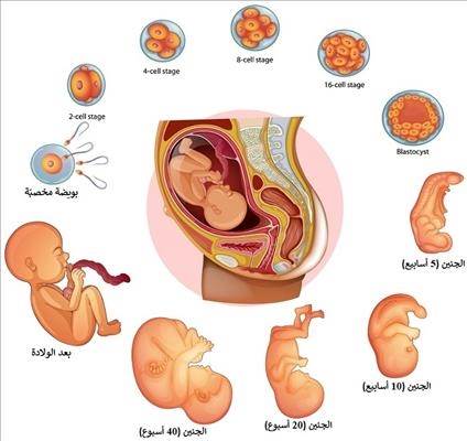 مراحل تكوين الجنين